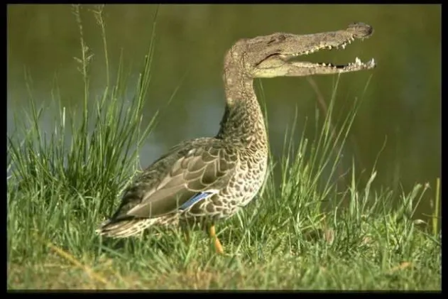 aligator head on duck body